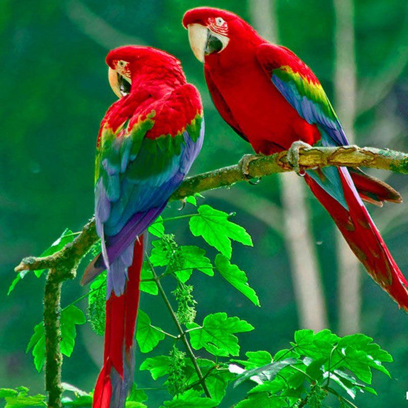 Destination Manu Peru 